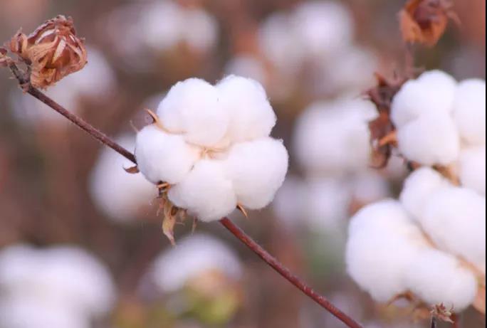 棉籽油精煉加工設備,企鵝機械提高油料綜合利用率(圖1) 棉籽油精煉加工設備,企鵝機械提高油料綜合利用率(圖1)