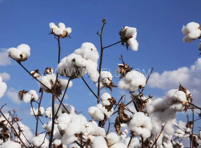 棉籽油精煉設備，充分脫離棉酚生產(chǎn)健康營養(yǎng)油(圖1)